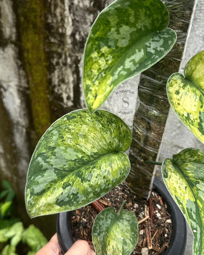 Scindapsus Macaro - Scindapsus Borneo