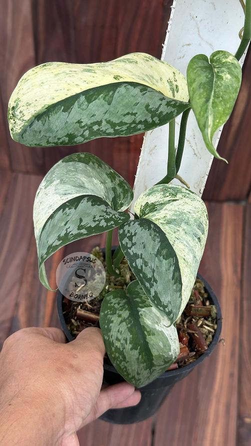 Scindapsus No Id - Best Selected - Choice 10 - Scindapsus Borneo