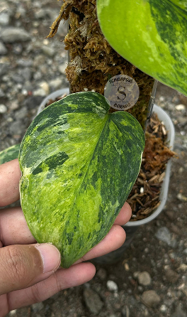 Scindapsus Parahiyangan Tricolor - Best Selected