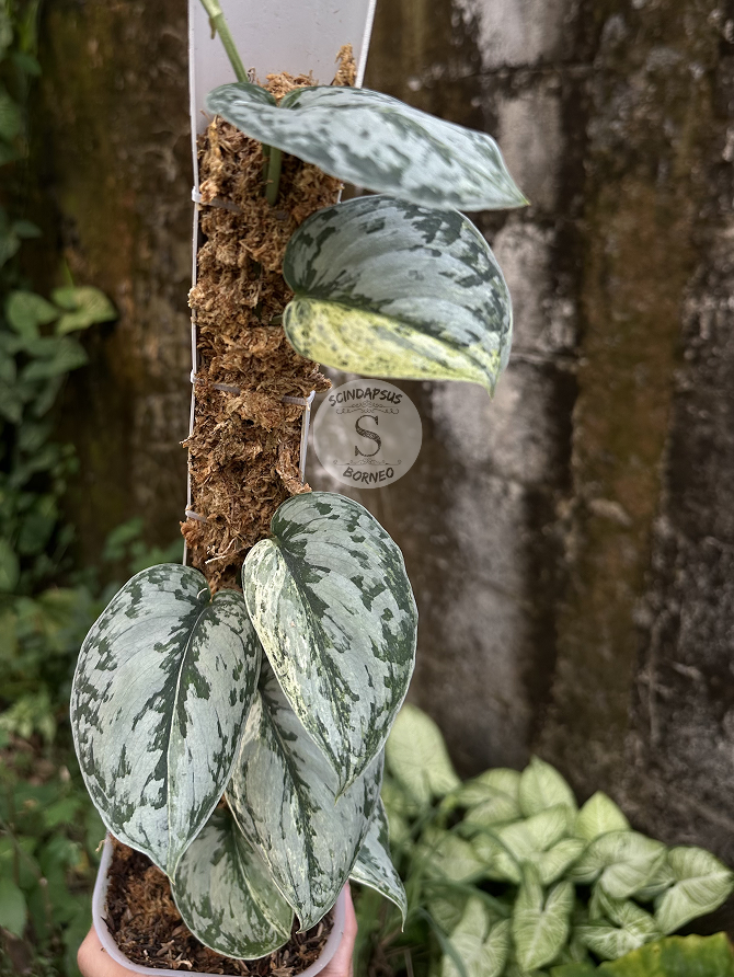 Scindapsus Peasun - Best Selected - Scindapsus Borneo