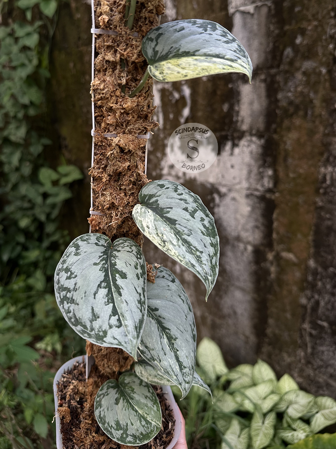 Scindapsus Peasun - Best Selected - Scindapsus Borneo