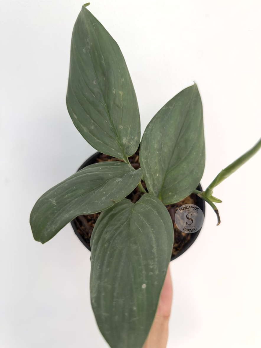 Scindapsus porakenesis silver - Best Selected