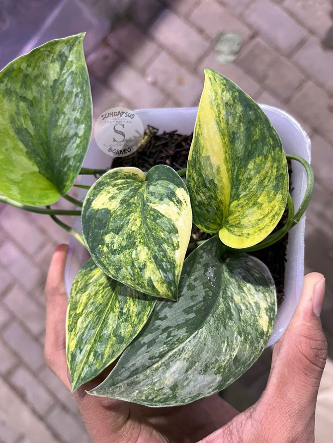 Scindapsus Rajatapura - Best Selected - Scindapsus Borneo