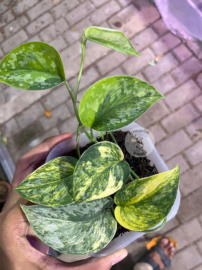 Scindapsus Rajatapura - Best Selected - Scindapsus Borneo