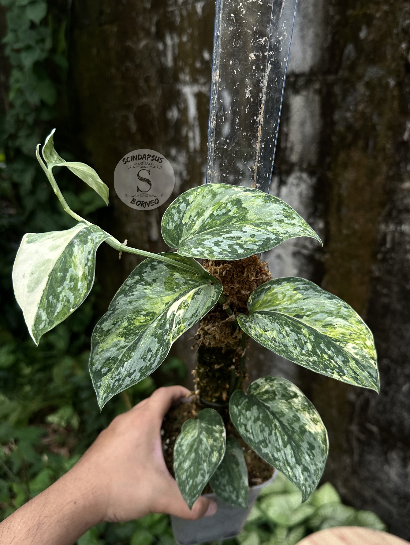 Scindapsus Rajatapura Tricolor - Best Selected - Scindapsus Borneo