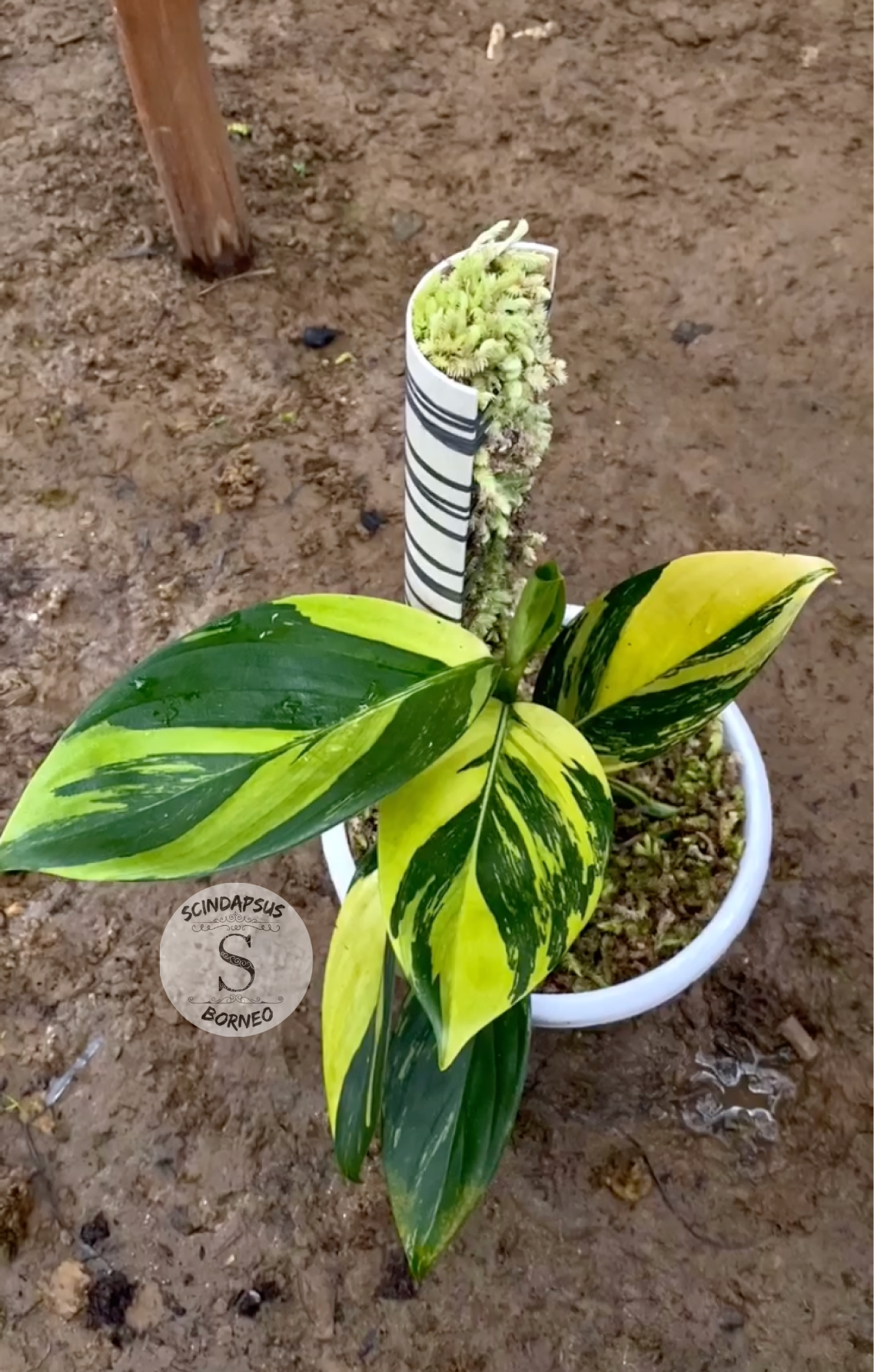Scindapsus Rupestris Neon - Scindapsus Borneo