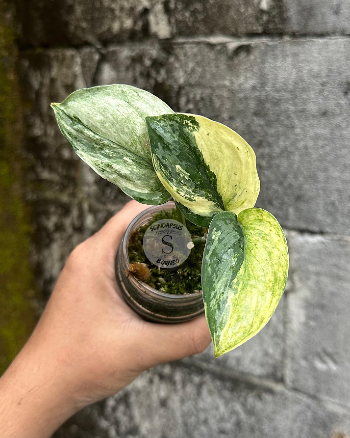 Scindapsus Sadewa - Scindapsus Borneo