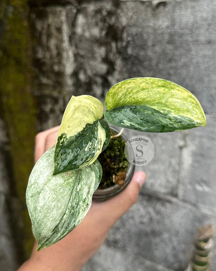 Scindapsus Sadewa - Scindapsus Borneo