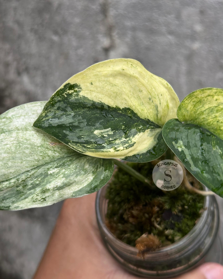 Scindapsus Sadewa - Scindapsus Borneo