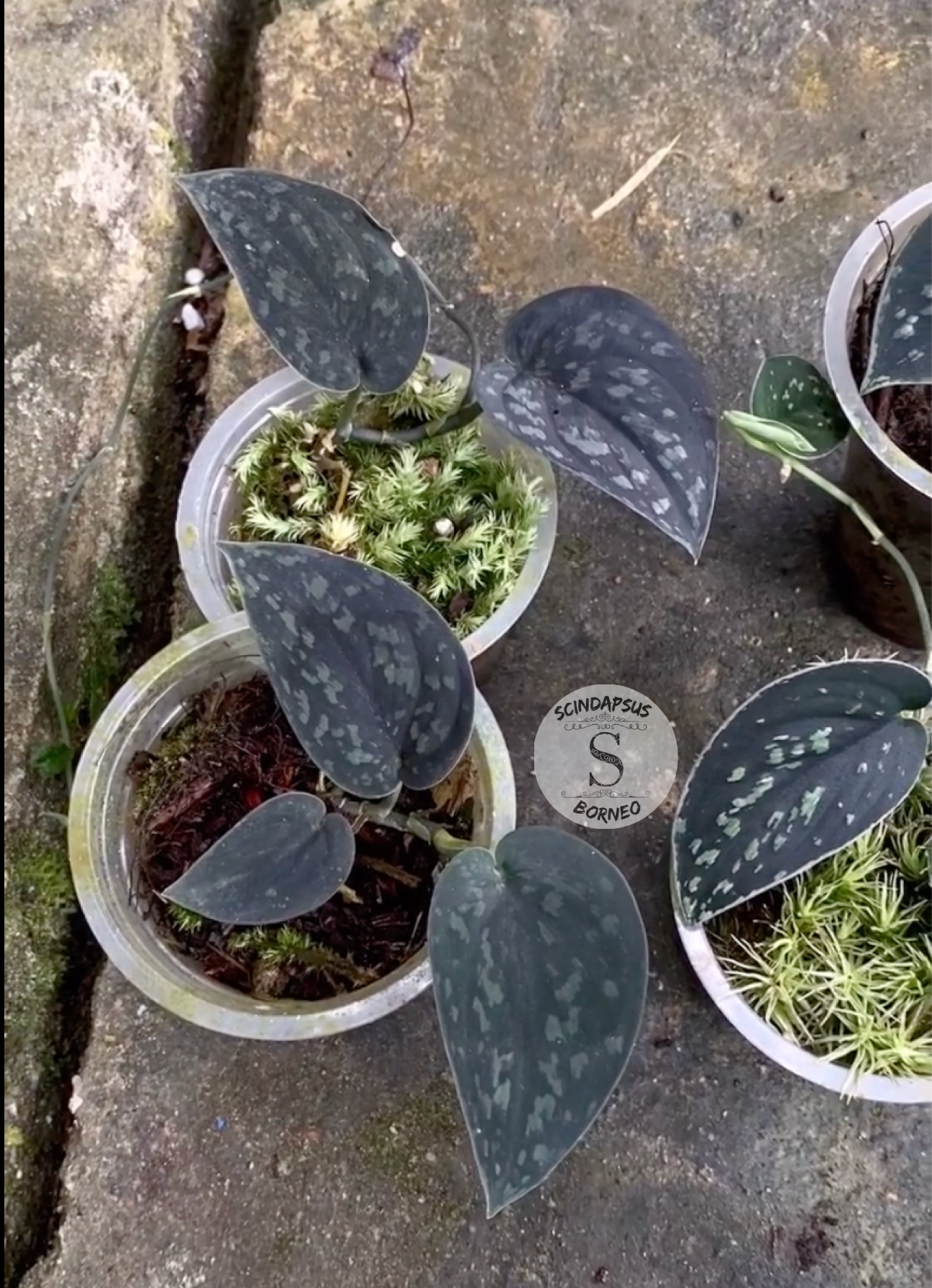 Scindapsus Silver Dark Form - Scindapsus Borneo