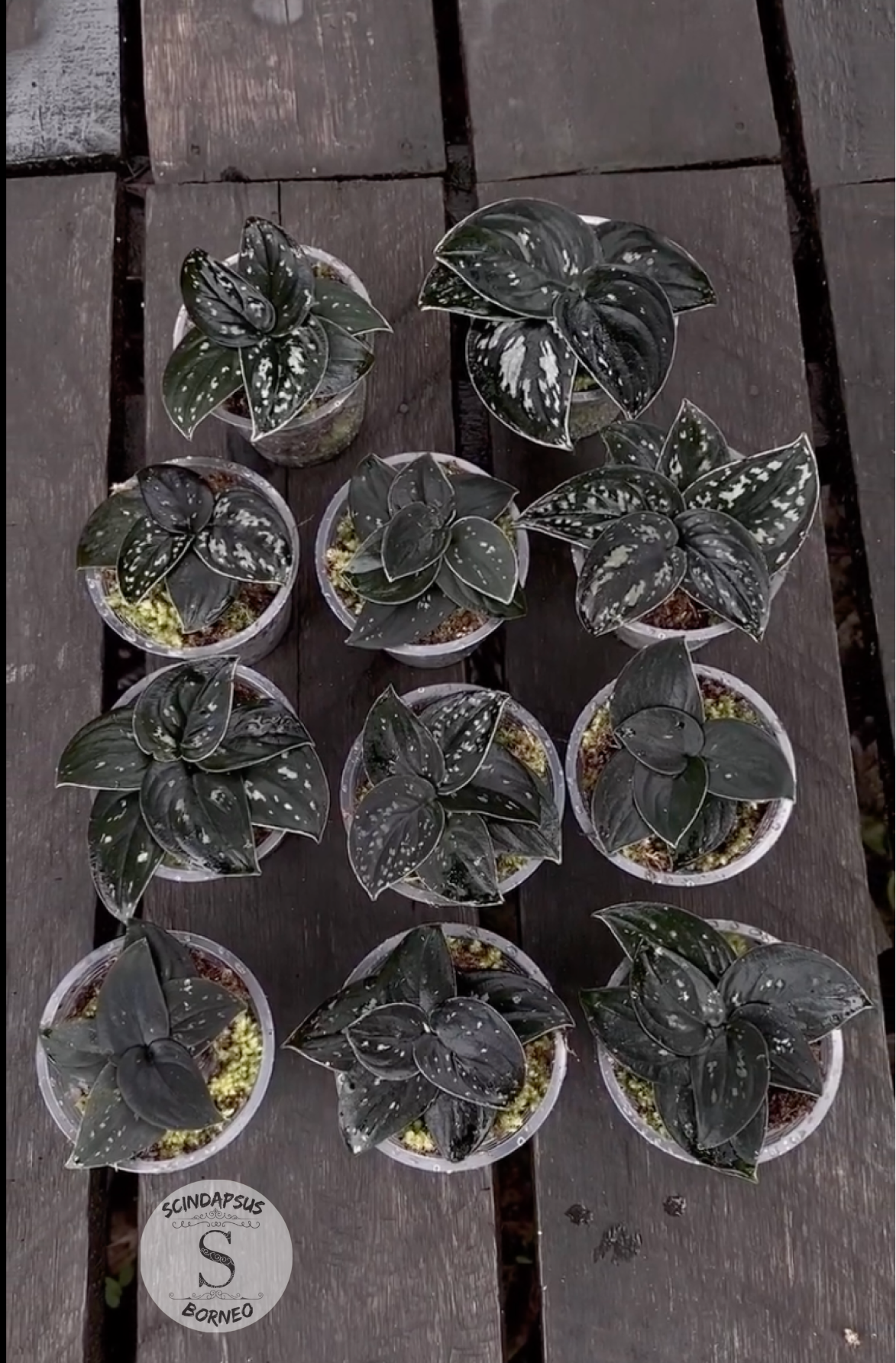 Scindapsus Silver Dark Form - Scindapsus Borneo