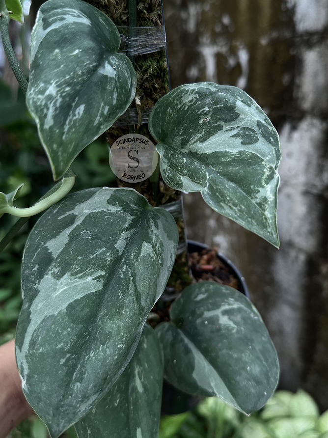 Scindapsus Silver Knight Line - Best Selected - Scindapsus Borneo