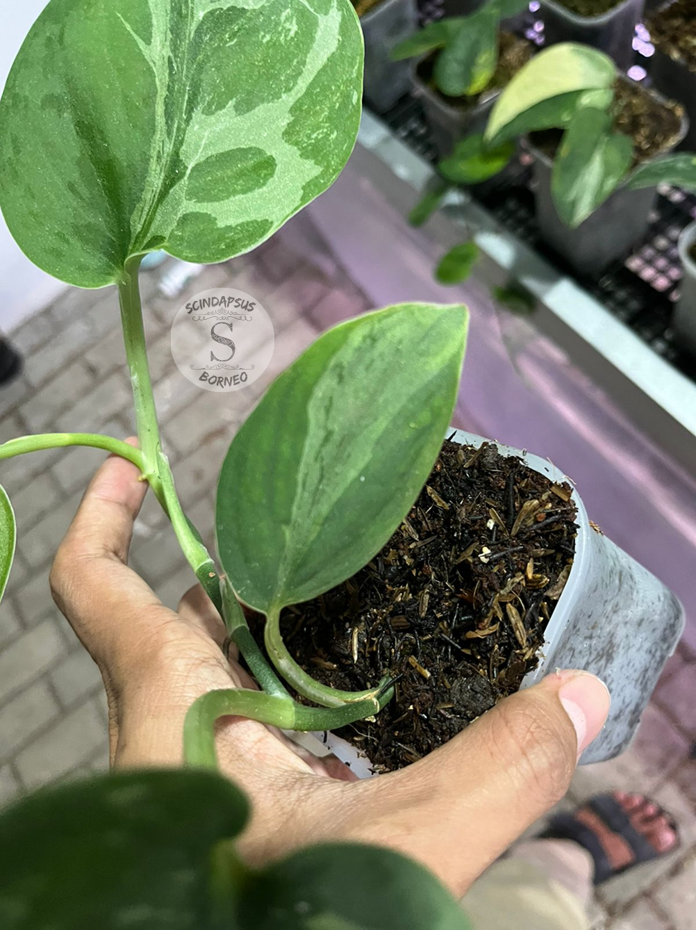 Scindapsus Silver Knight Line Form - Scindapsus Borneo