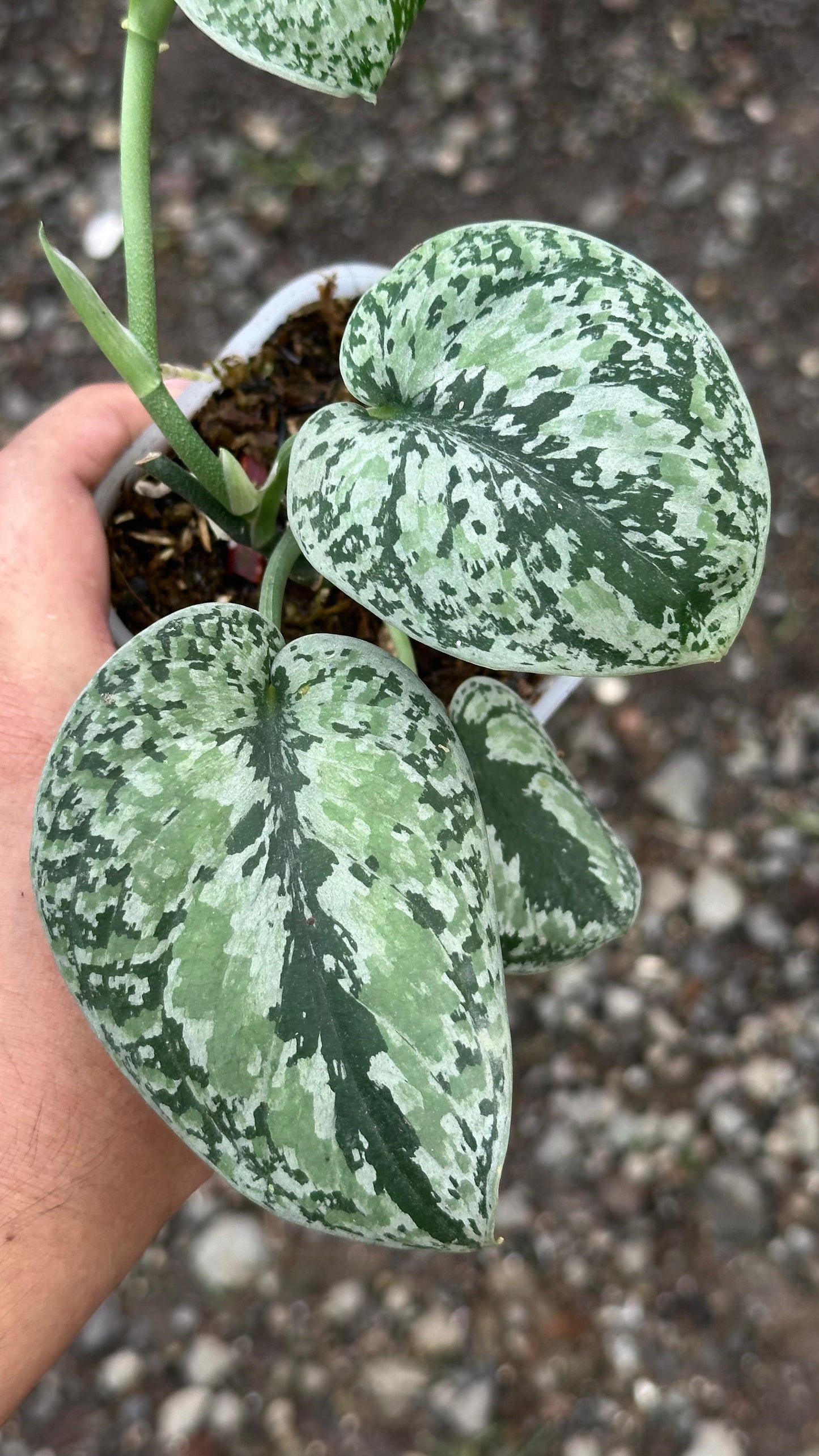 Scindapsus Tricolor Silver Platinum - Best Selected