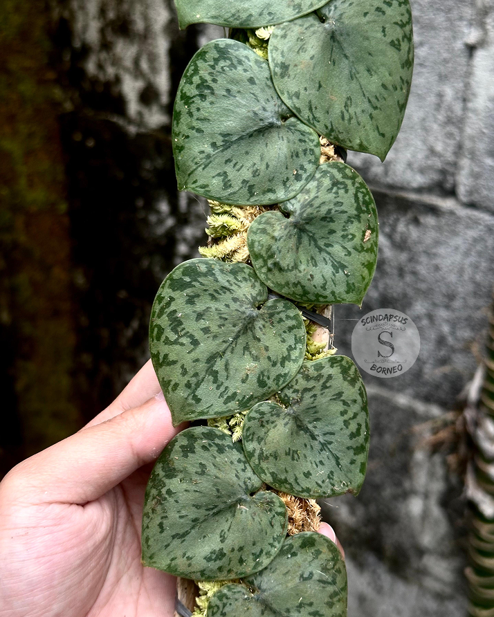Scindapsus Silver Turtle - Scindapsus Borneo