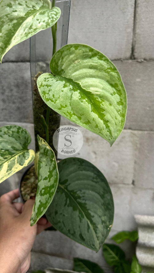 Scindapsus Tilung - Scindapsus Borneo