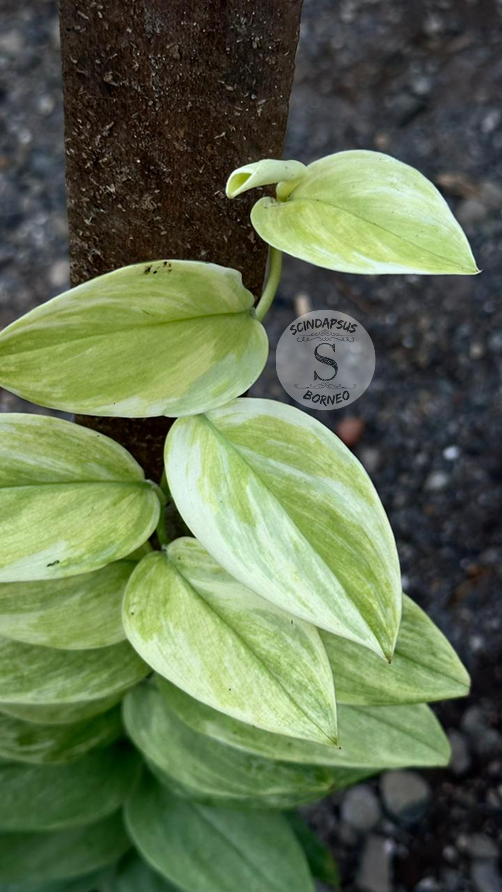 Scindapsus Treubi Multicolor Mint - Best Selected