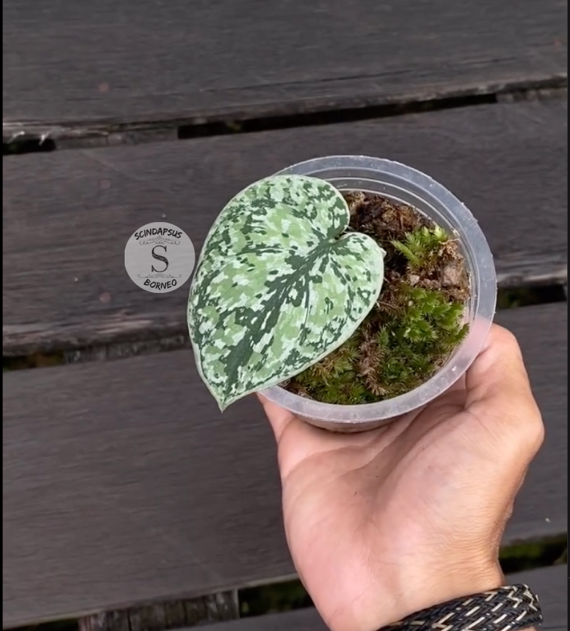 Scindapsus Tricollor Silver Platinum - Package 10x