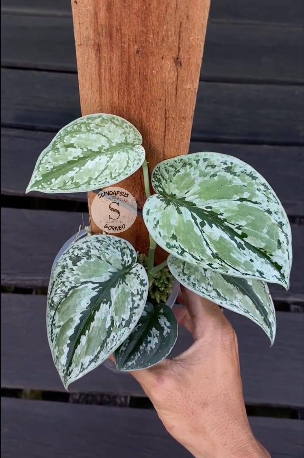 Scindapsus Tricollor Silver Platinum - Scindapsus Borneo