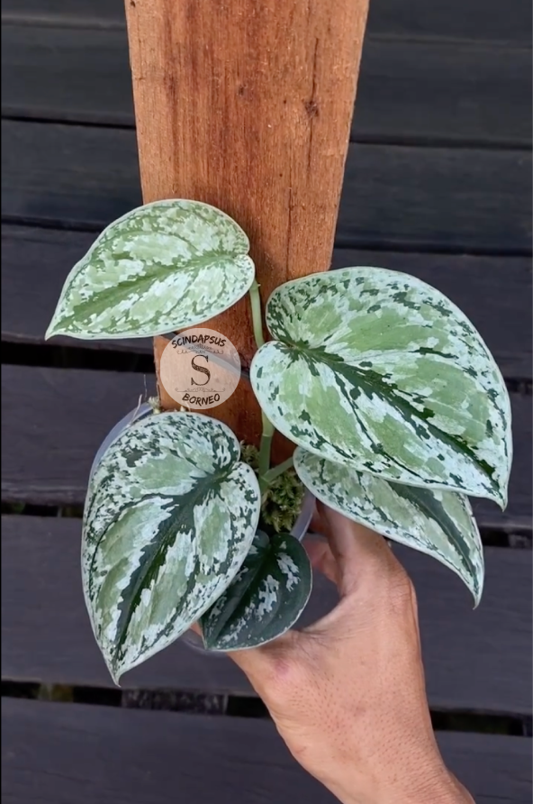 Scindapsus Tricollor Silver Platinum - Package 10x