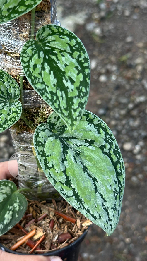 Scindapsus Tricolor Dark Form Choice 3 - Best Selected