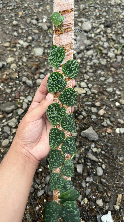 Scindapsus Tricolor Dark Form Choice 1 - Best Selected