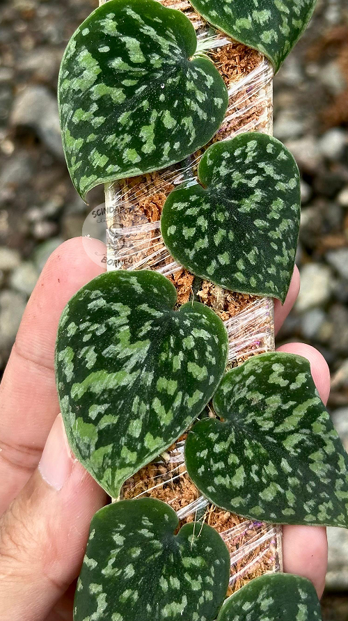 Scindapsus Tricolor Dark Form Choice 1 - Best Selected