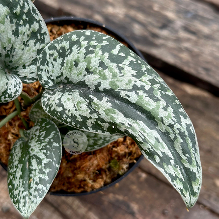 Scindapsus Tricolor Silver Platinum Mutation - Best Selected - Scindapsus Borneo