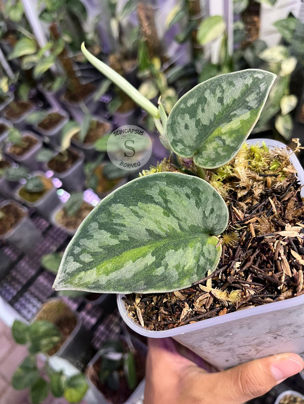 Scindapsus Venom - Scindapsus Borneo