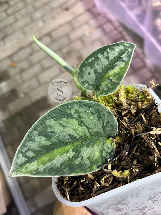 Scindapsus Venom - Scindapsus Borneo