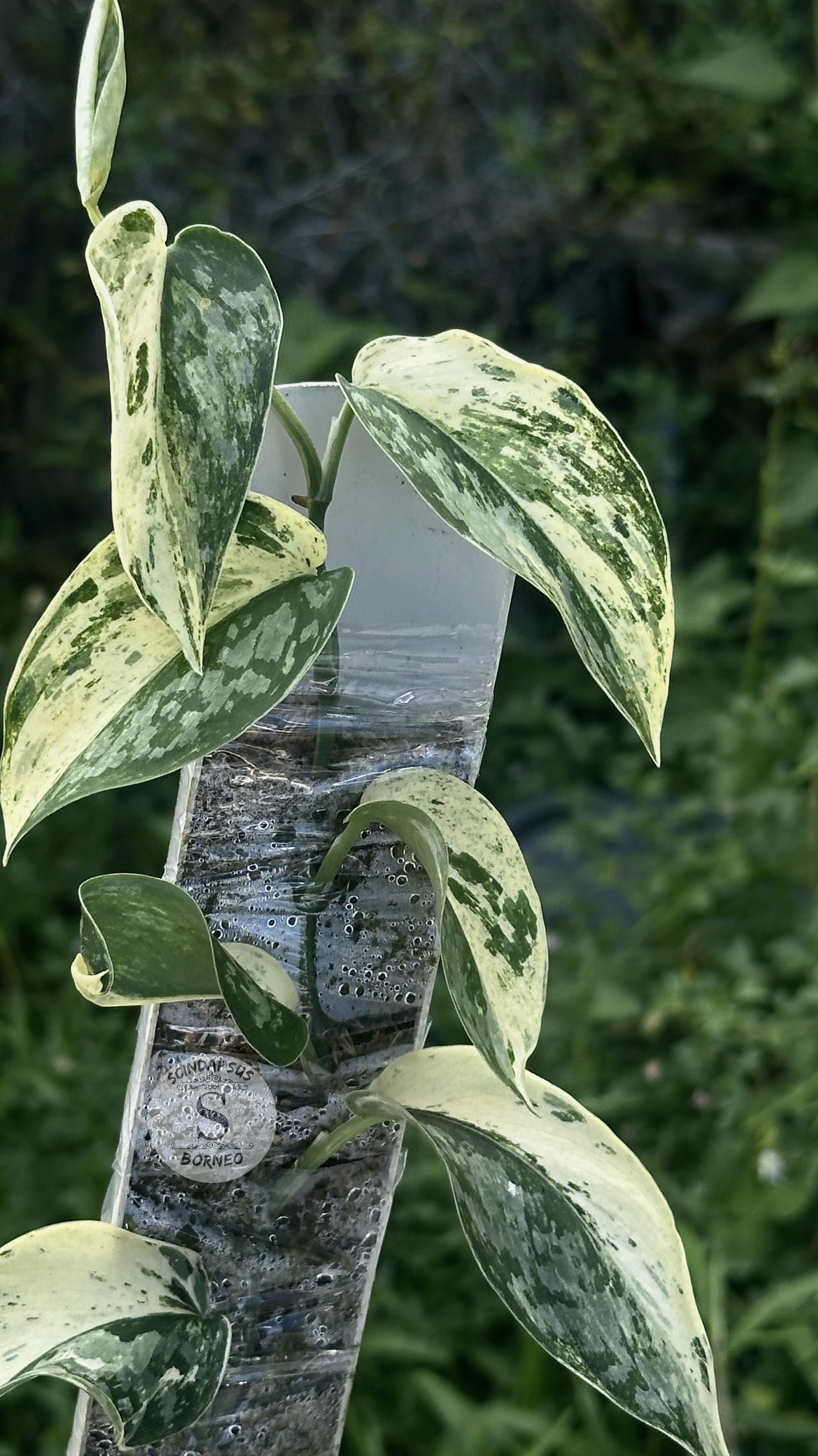 Scindapsus White Diamond Choice 1 - Best Selected