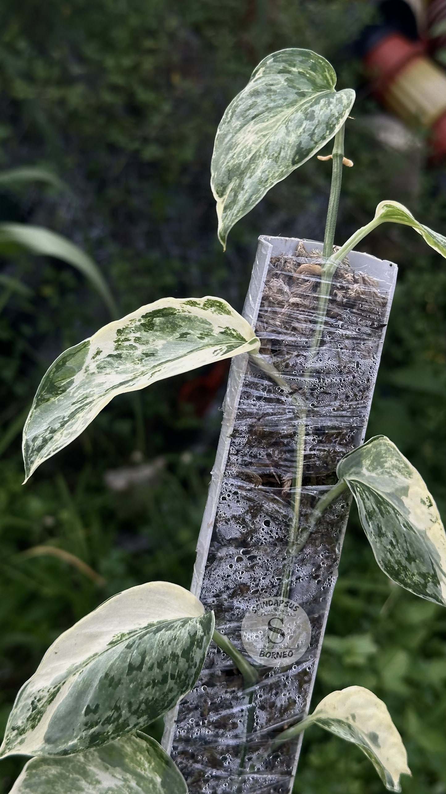 Scindapsus White Diamond Choice 2 - Best Selected