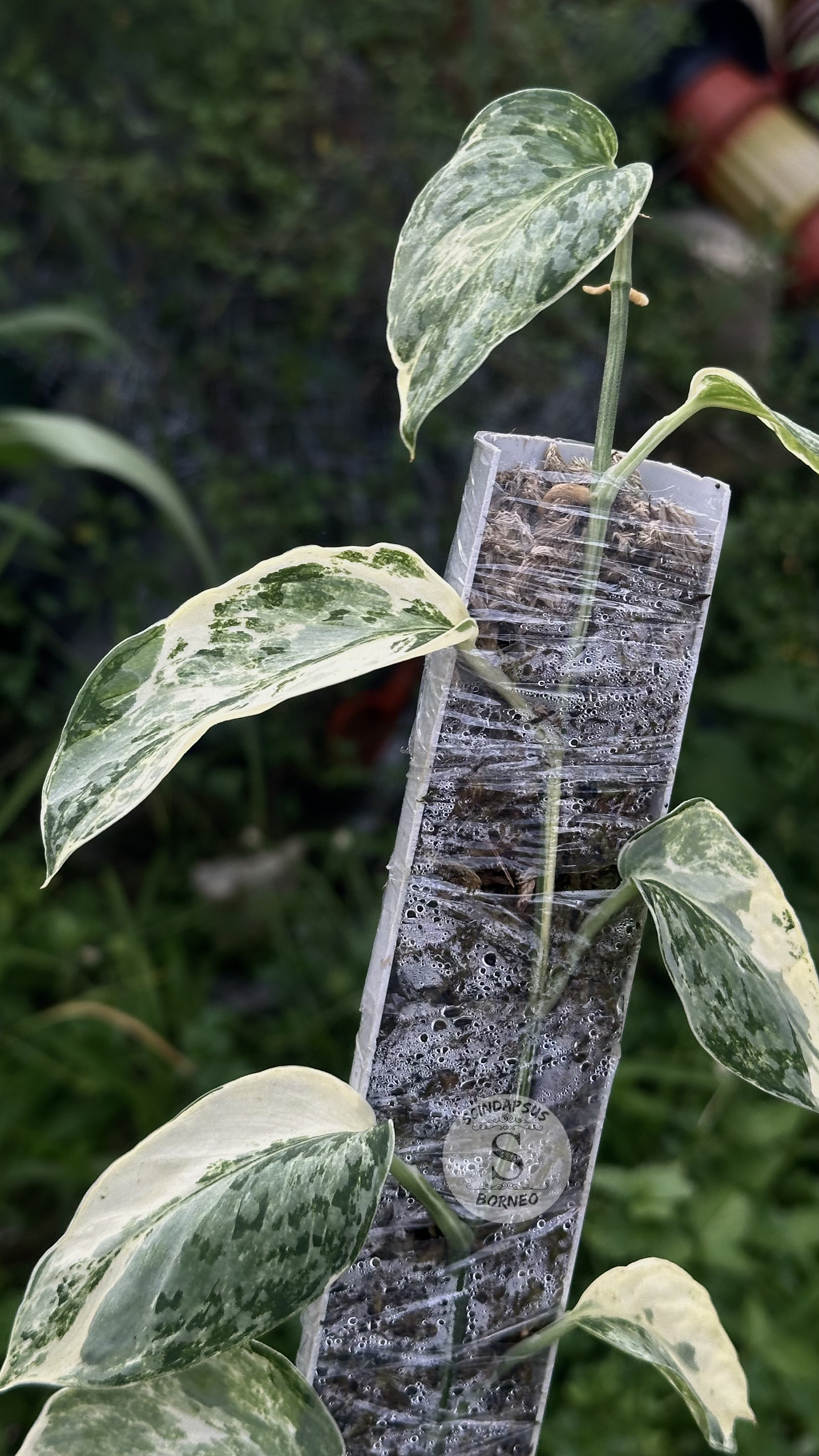 Scindapsus White Diamond Choice 2 - Best Selected
