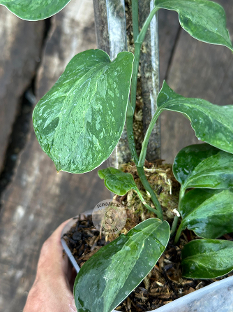 Scindapsus Yusan - Scindapsus Borneo