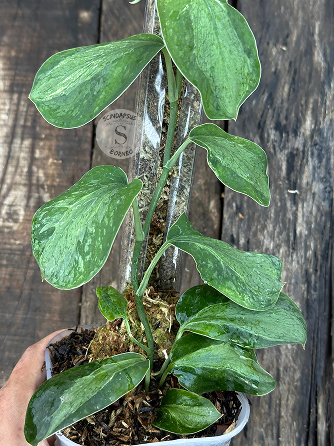 Scindapsus Yusan - Scindapsus Borneo