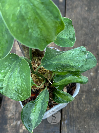 Scindapsus Yusan - Scindapsus Borneo