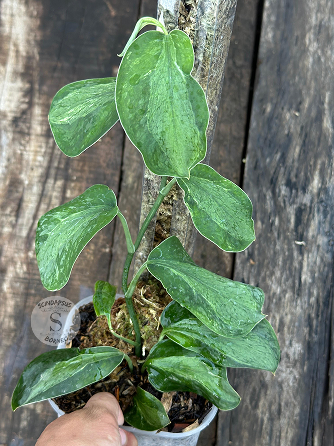 Scindapsus Yusan - Scindapsus Borneo