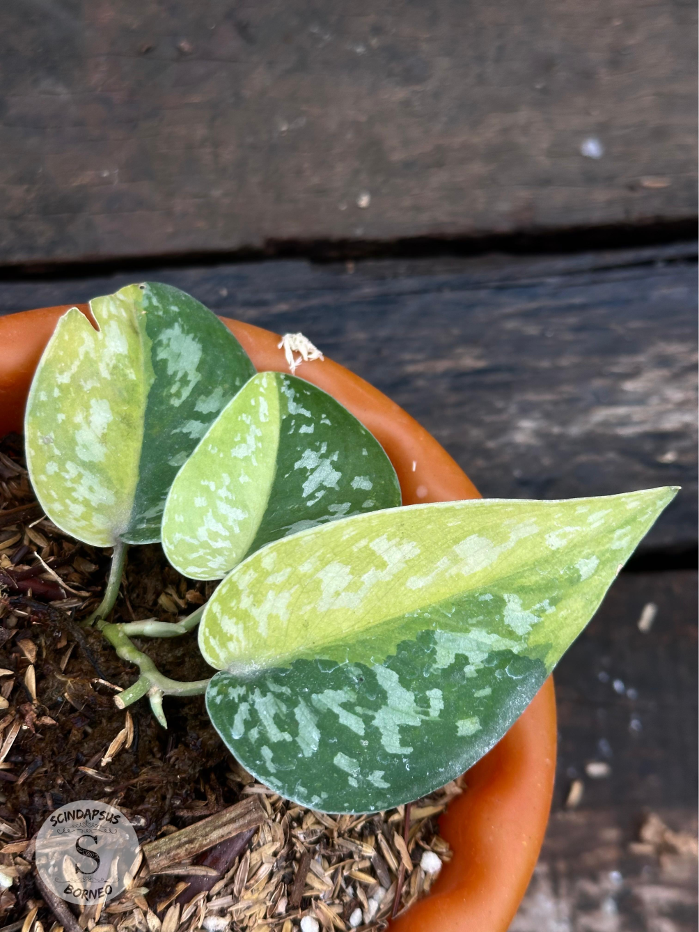 Scindapsus Zeon - Scindapsus Borneo