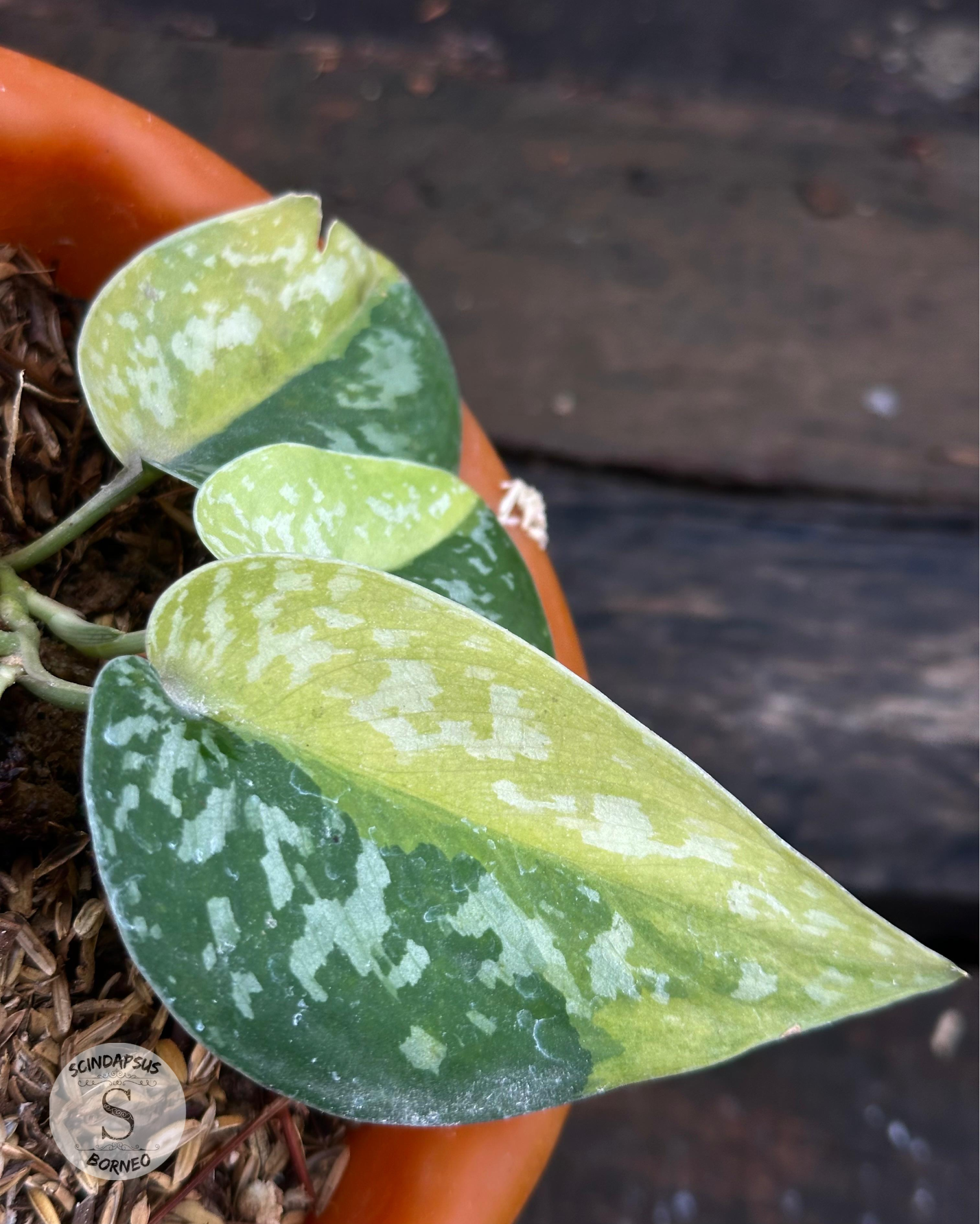 Scindapsus Zeon - Scindapsus Borneo