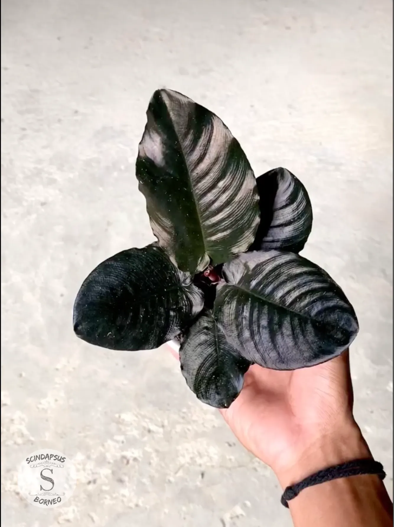 Schismatoglottis Black Metalic - Scindapsus Borneo
