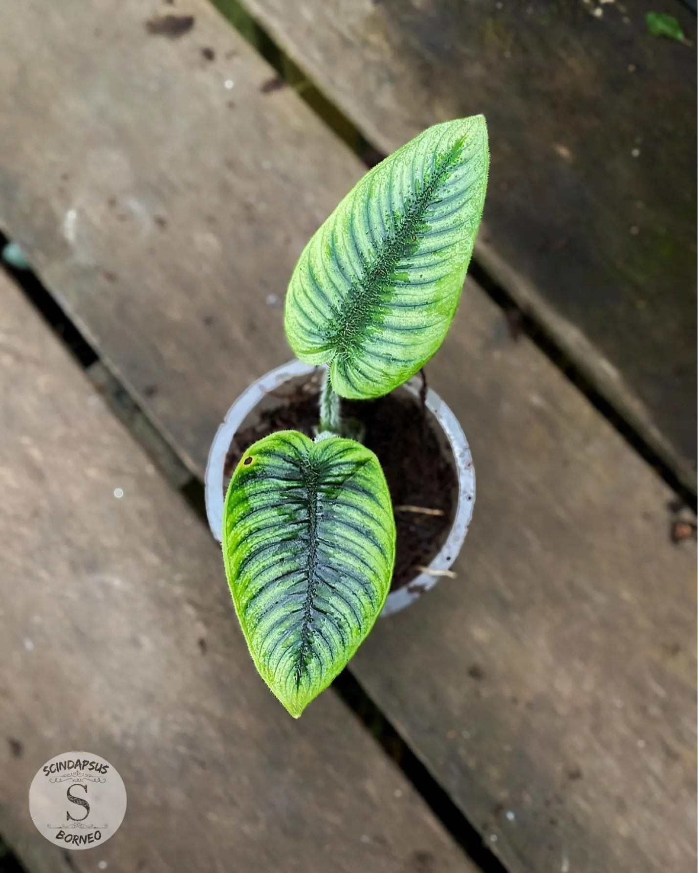 Schismatoglottis Sp - Scindapsus Borneo