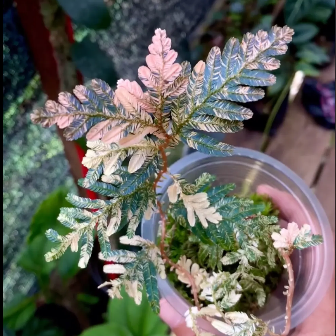Selaginella Pink Varigata - Scindapsus Borneo
