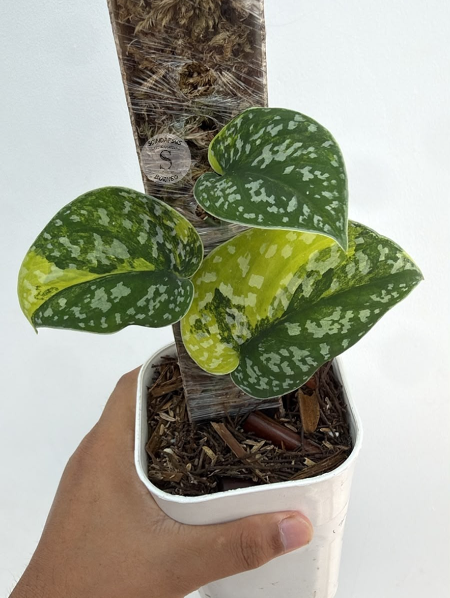 Scindapsus Senopati - Best Selected