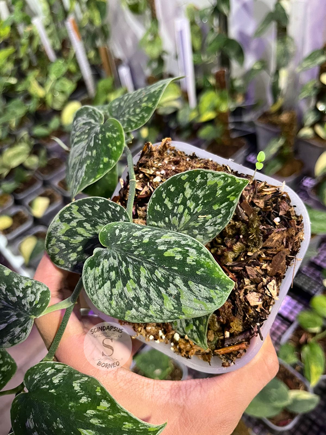 Snow Flake Mutation - Best Selected - Scindapsus Borneo