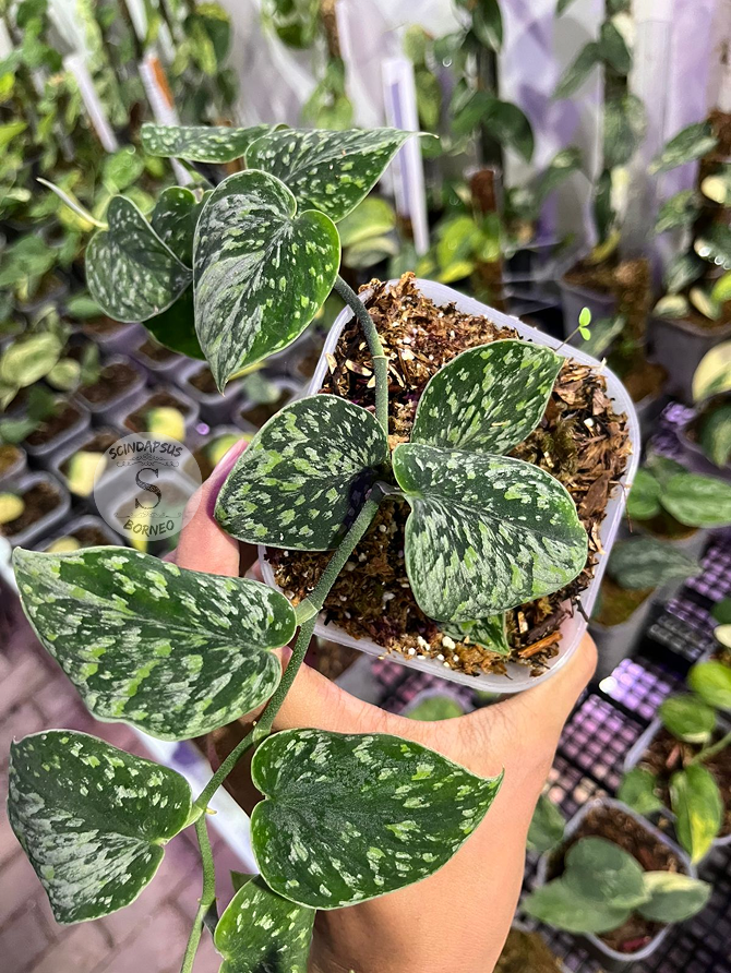 Snow Flake Mutation - Best Selected - Scindapsus Borneo