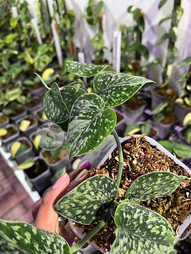 Snow Flake Mutation - Best Selected - Scindapsus Borneo