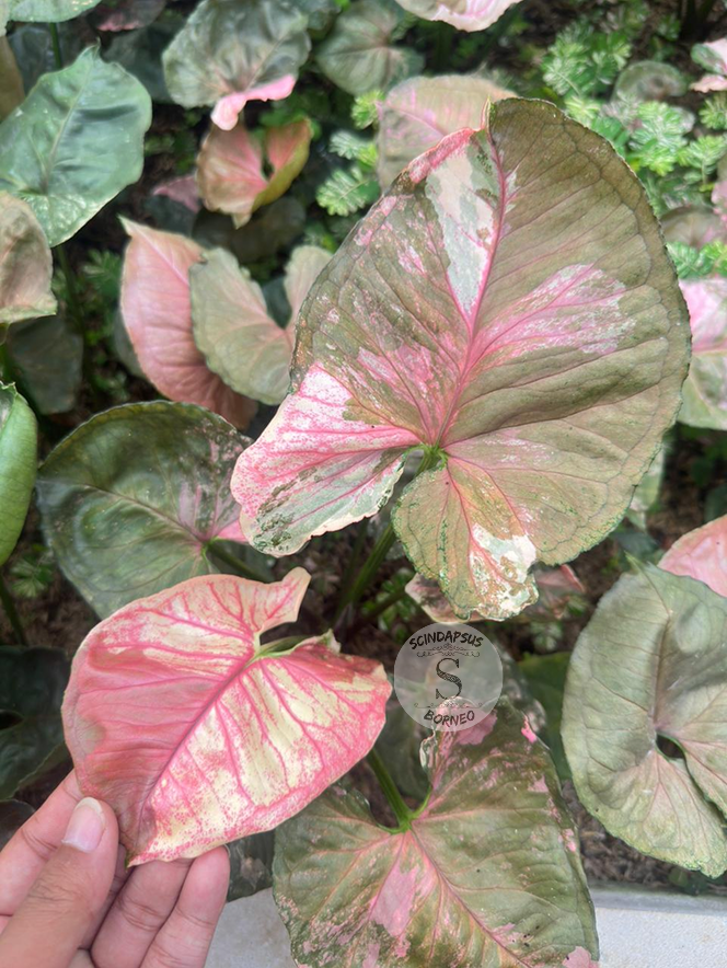 Syngonium Strawberry ICE Galaxy