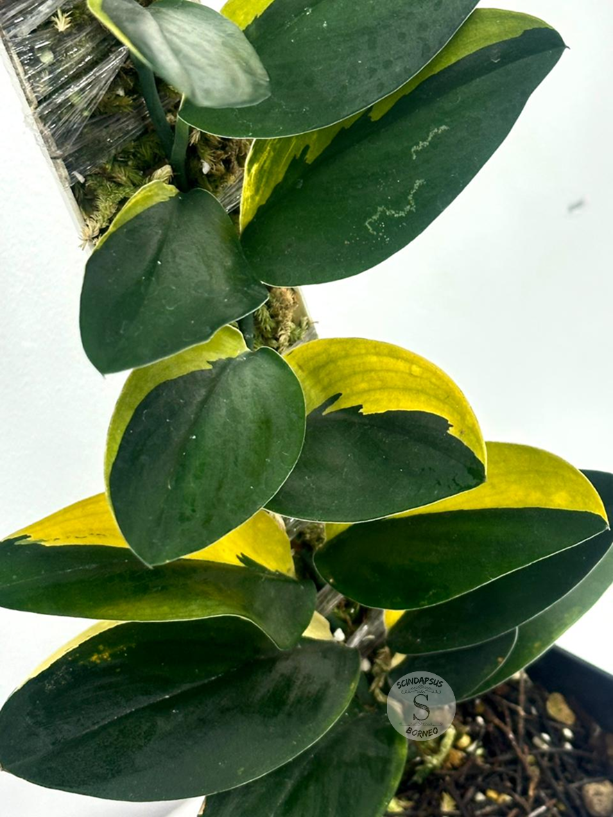 Scindapsus Treubi Dark Form Aurea Var - Best Selected