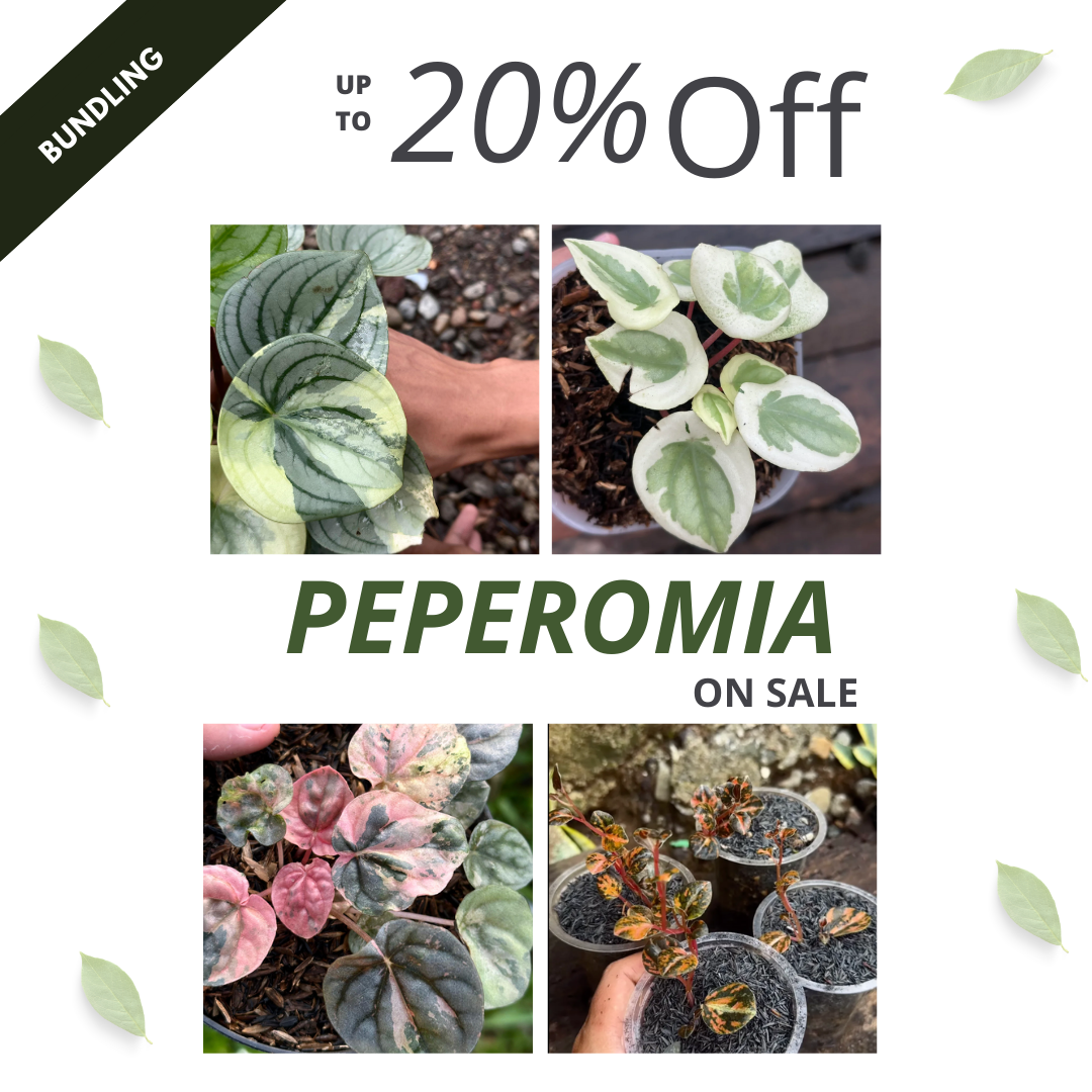 Peperomia Bundle Package - Scindapsus Borneo