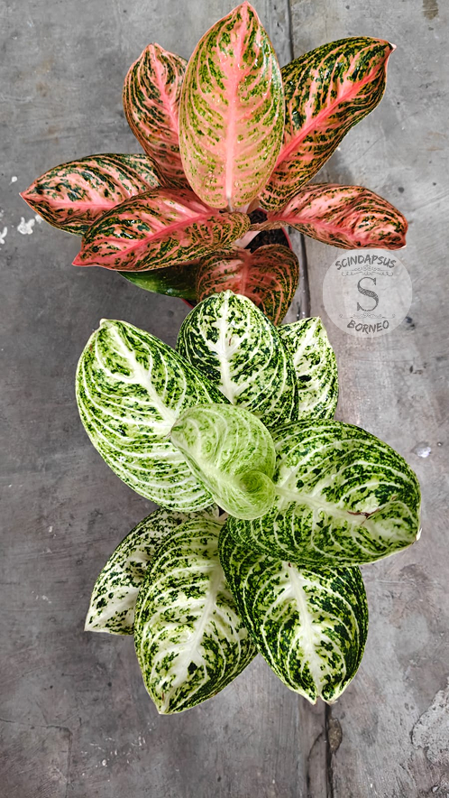Aglaonema Widuri Konon & Neon